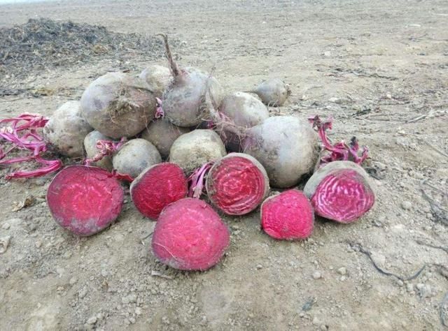 它一千多年前入侵中国，被农民误认为萝卜，如今却变外国餐桌名菜