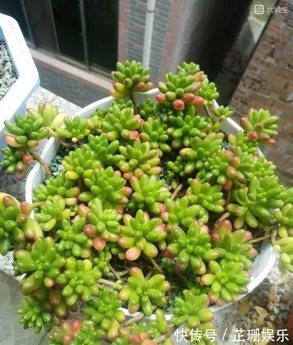 3个小技巧,多肉豆芽苗,一口气变多头群生,最短只要3个月