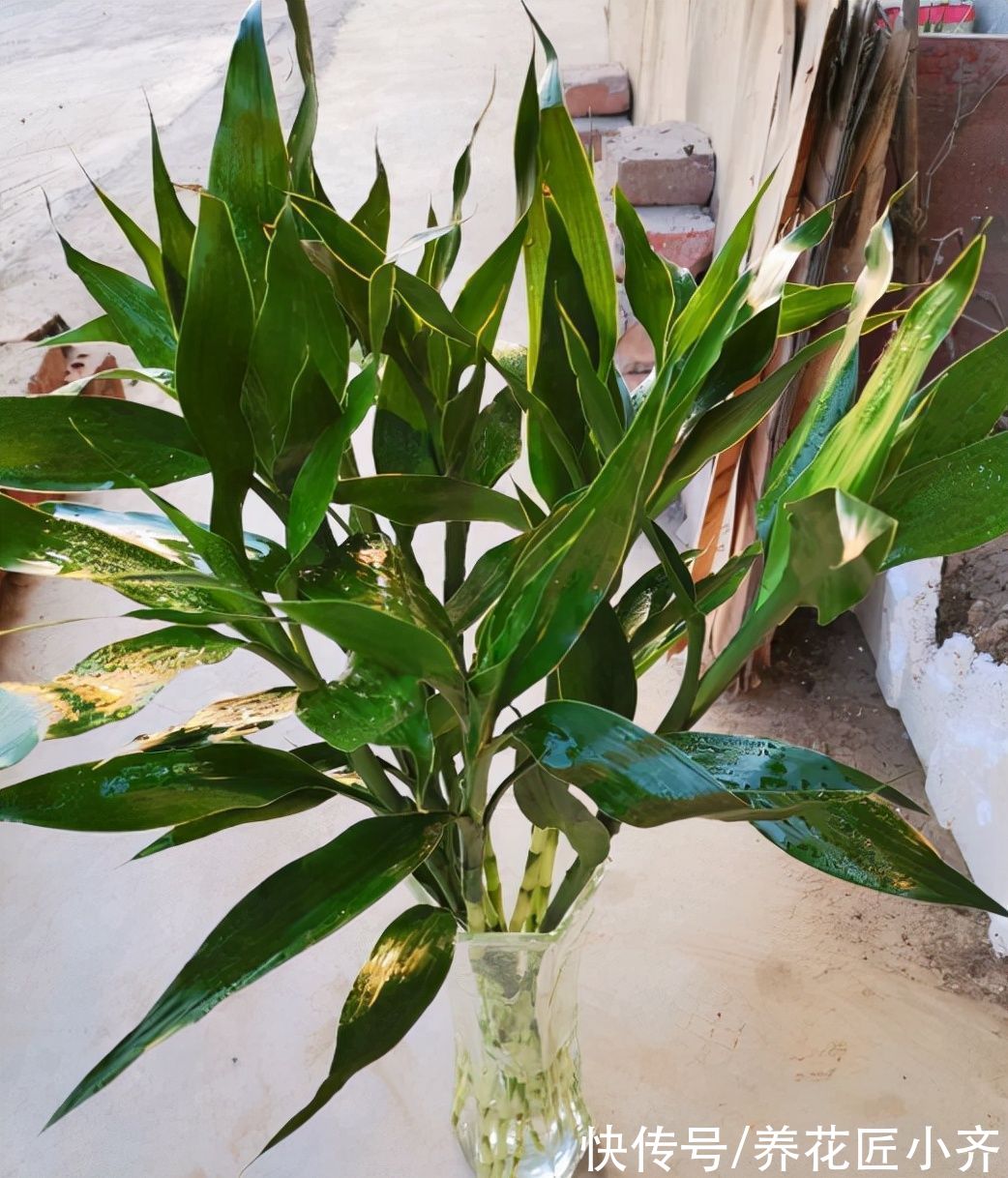 5种“助眠”花,最适合卧室养,好养易打理,整晚睡得香