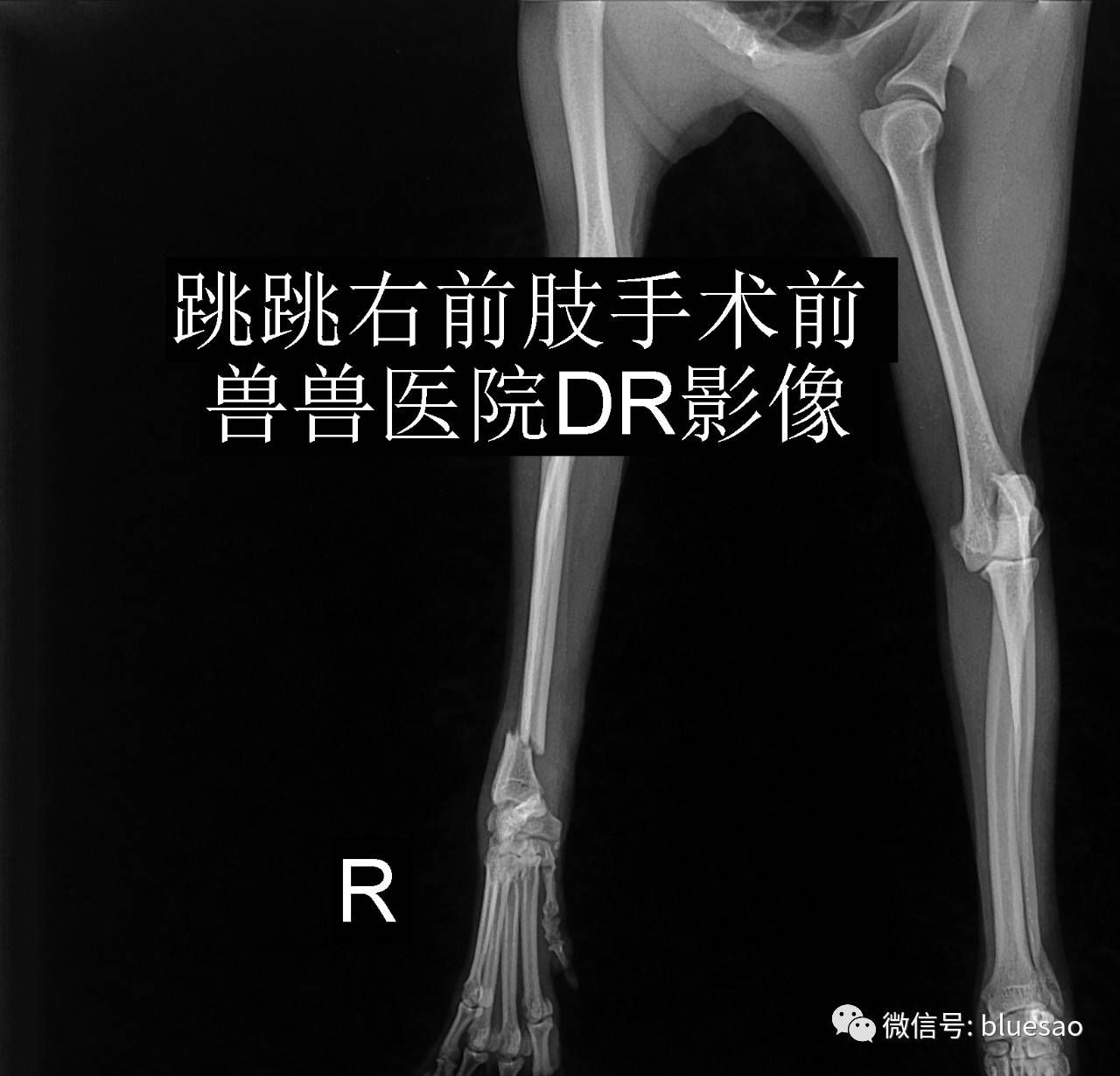 狗狗骨折做了两次手术