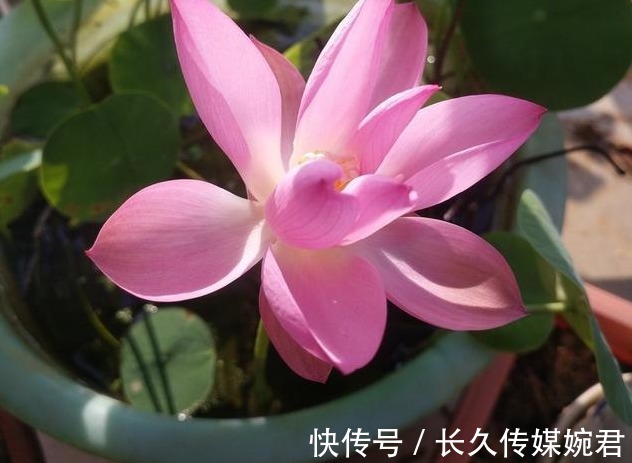 碗莲|这几种花草有水就能疯长，新手也不用愁，简直又好看又好养