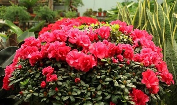 秋冬|杜鹃花总是开完花就落叶枯萎吗做好这4点，年年开爆盆