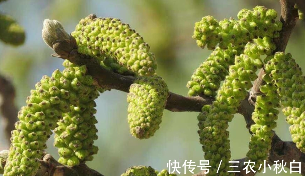 野菜|这种植物人称“长寿菜”,城里很难吃到,在山区却是一道家常菜