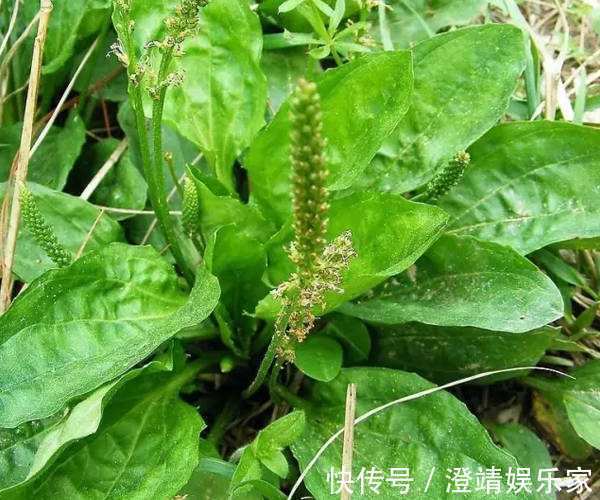 尿床草|农村一种“救命草”，食用价值很高，不仅能吃还能泡茶