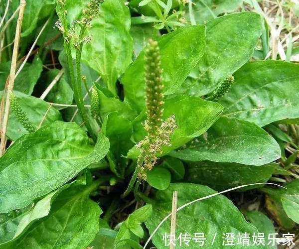 尿床草|农村一种“救命草”,食用价值很高,不仅能吃还能泡茶