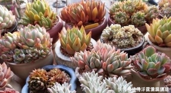 老桩|景天科多肉价格亲民易培育成老桩盆景3点做到位还能变色