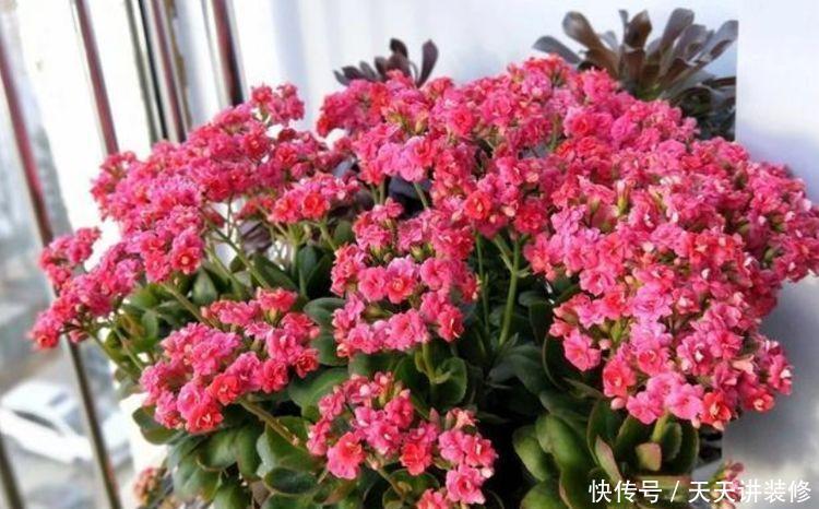 4种富贵花,添福添贵添好运,财运爆发,事业风生水起!