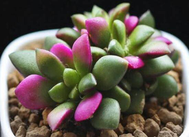 出锦的多肉更漂亮，可惜大多数肉友不知道，做好2点养出锦化多肉