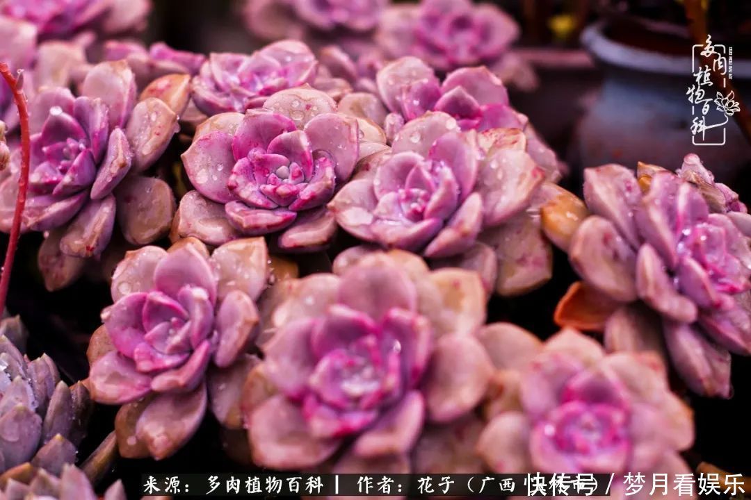 为了爱情|为了爱情来到陌生城市,偶遇多肉,地老天荒的爱恋!