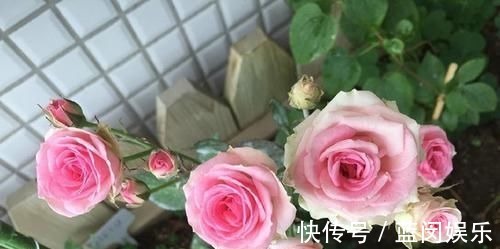 花期超长的5种月季,单朵能开一个月,阳台养一盆,长期有花赏