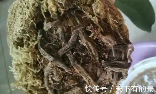 蝴蝶兰就剩一个不干巴的根了还能活不,要怎么修剪,怎么养护