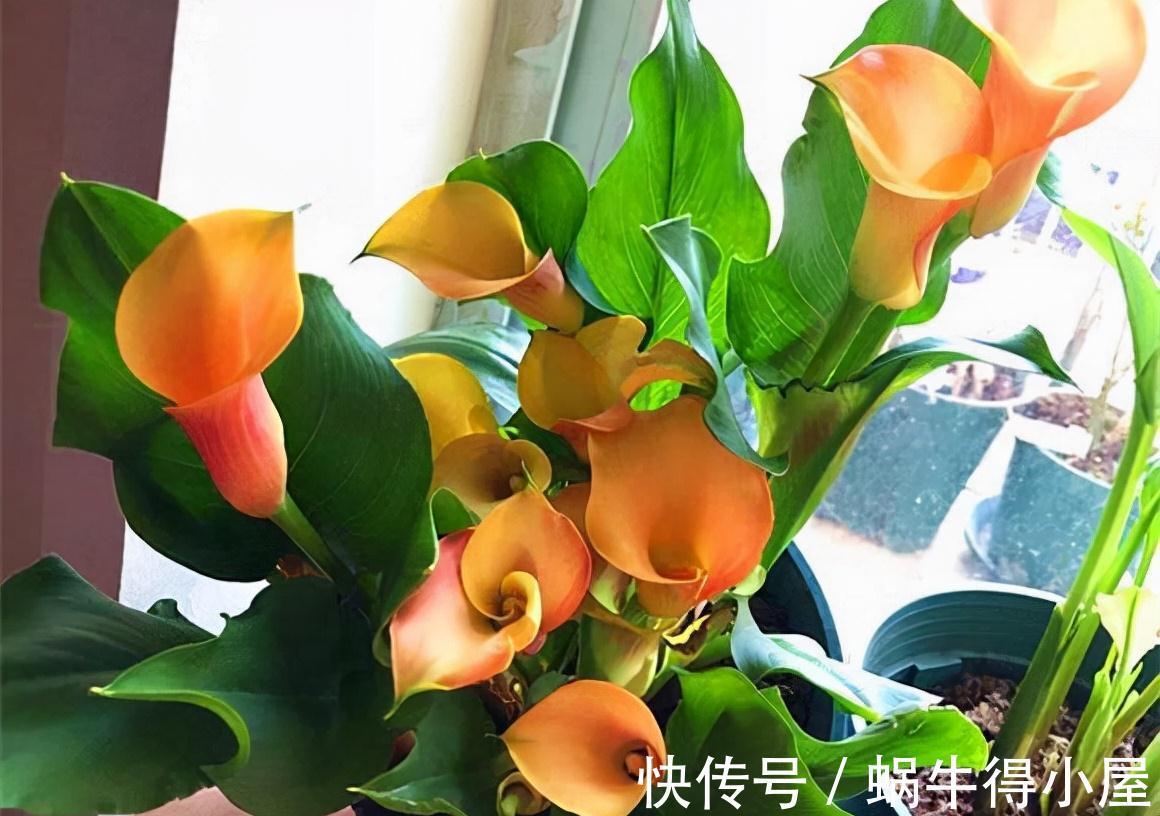 喜欢水的“7种花”，天天浇水也不怕，适合勤快的人