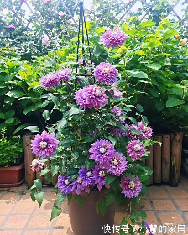 贝拉|家里有院子，建议养这5种花，高级的私家花园至少养一种