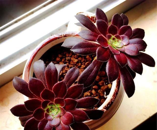 黑和尚擅长斩首技术,所以在这5点,侧芽长得很快一个是头发变长