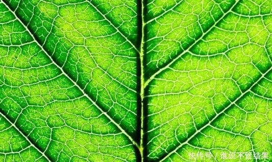 美国科学家:二氧化碳直接转化成燃料!汽车不加油加二氧化碳?