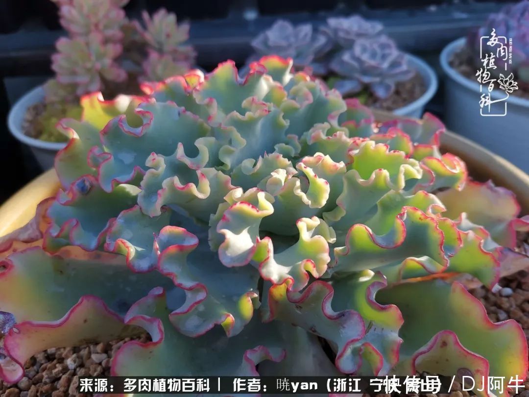 入多肉坑八年,始于初心,一切但求无愧于心