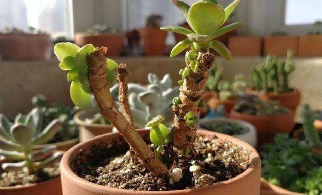 枝干|多肉枝干徒长学会剪一剪,母株变美、枝干扦插成新生幼苗