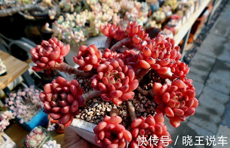 6种高颜值普货多肉,不怕晒不怕冻,长势旺易爆盆,美极了