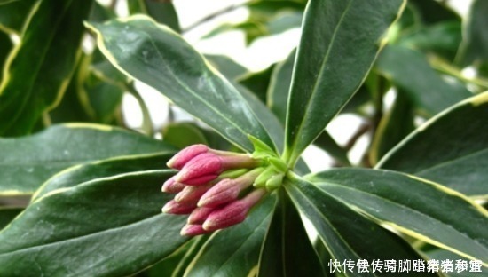 金边瑞香的养护管理事项以及它的繁殖方法！