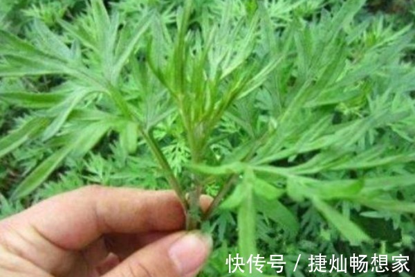 颈椎病|50岁妇女患颈椎病,竟用一把艾叶给治好了,其实艾叶还有3大好处