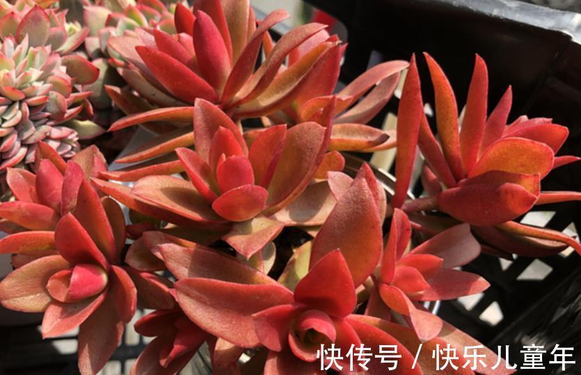 喜欢多肉推荐你养这6种,冬天上色红彤彤,吉祥喜庆惹人爱