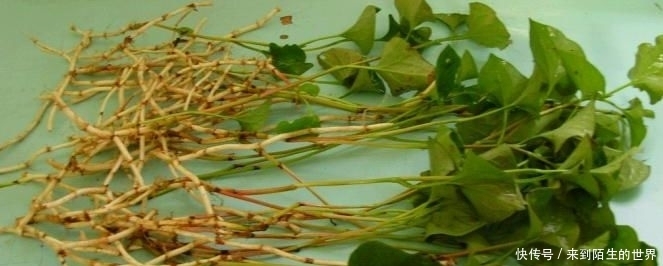 營養|城里吃不到的5種野菜,個個營養秒殺保健品,最后一種沒幾個人懂