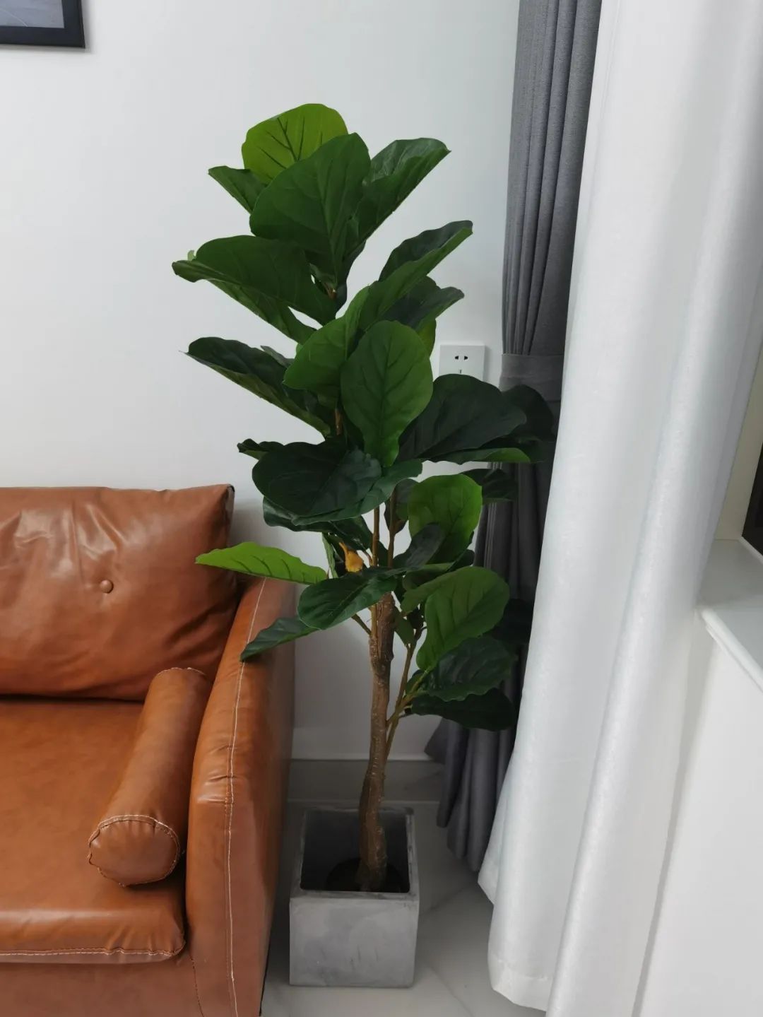 千年木|哪些可以提升空间质感的绿植?这10种绿植摆在家里,空间很有气质