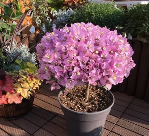 5种漂亮花，阳台养一盆，四季有花赏，新手也会养！