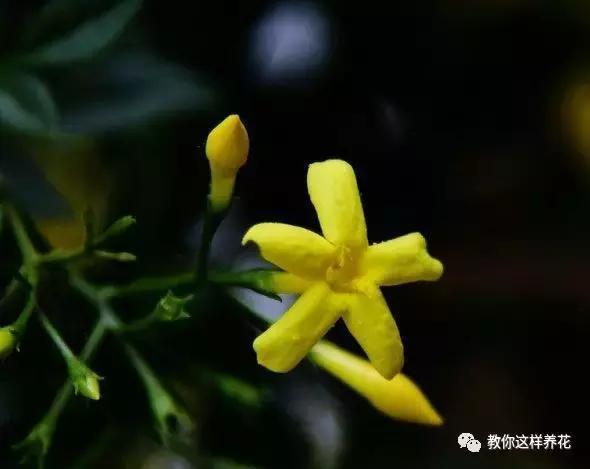 农村常见的1种树桩,栽在盆里剪几刀,变成盆景价值翻翻!