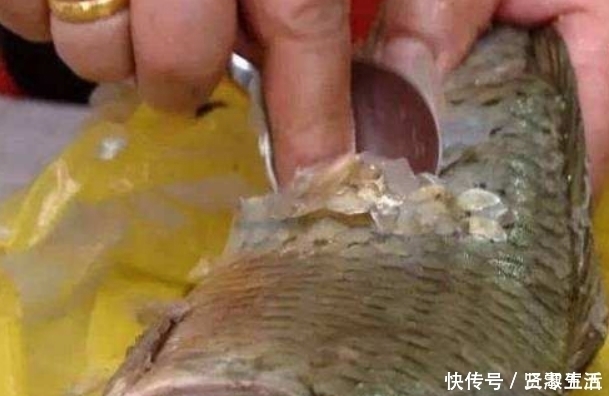 青萝卜|还在用菜刀刮鱼鳞？教你3个去除鱼鳞片小妙招，无需菜刀还不伤手
