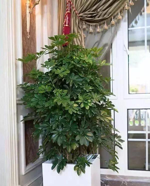 家养鸭脚木，学会一招，越养越多越养越旺，净化空气又美观