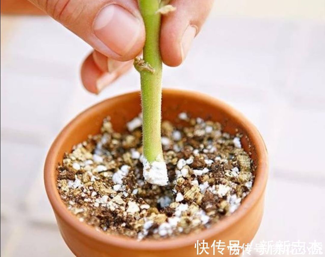 柳树枝|扦插花卉，枝条放2种水里泡一下，生根快容易成活