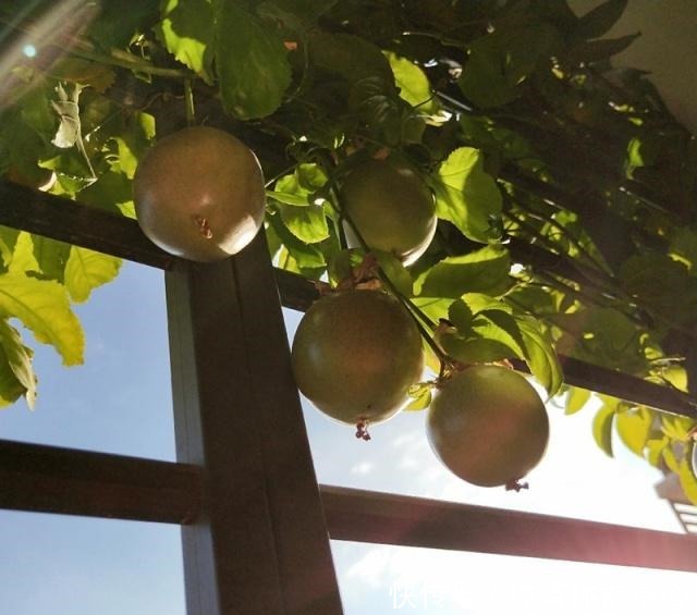 此水果可以阳台盆栽,好养易活,结果超多,种植一次,年年有果吃!