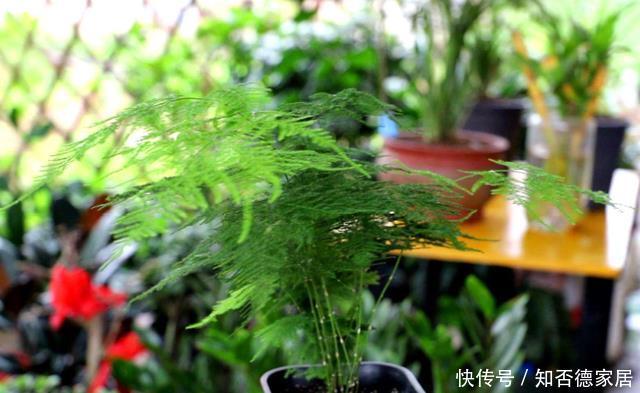 发黄干枯|天冷文竹容易黄叶,准是5个原因导致的,冬季养它要合理避免!