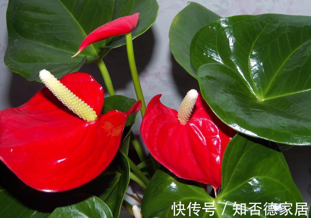 月季花|养花试试这几款,开花可以持续一个月左右,非常漂亮