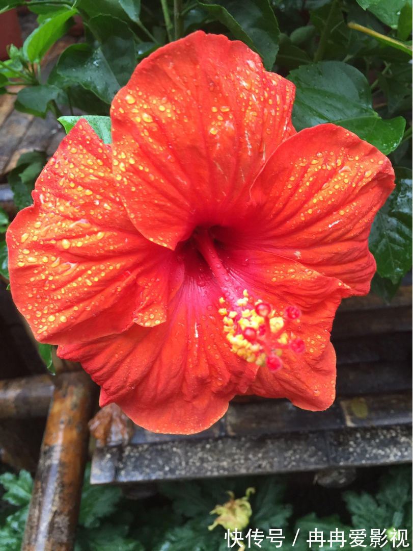 秋季养花大合集，30种花，你想要的我全有！