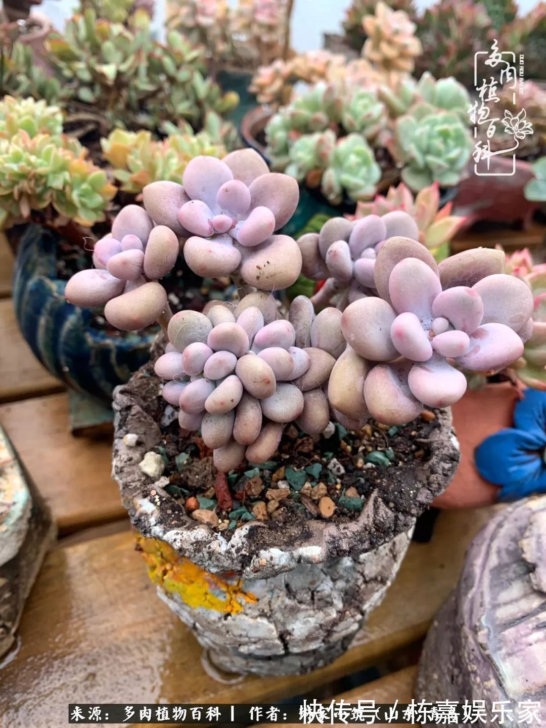 大棚|多肉住进暖棚,坦然越冬,放肆浇水,这个冬天有点甜!