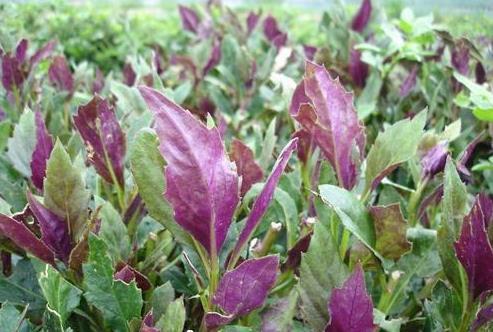 乡村|乡村到处都是宝，3种养生野菜，以前农民当草，现在城里人当宝