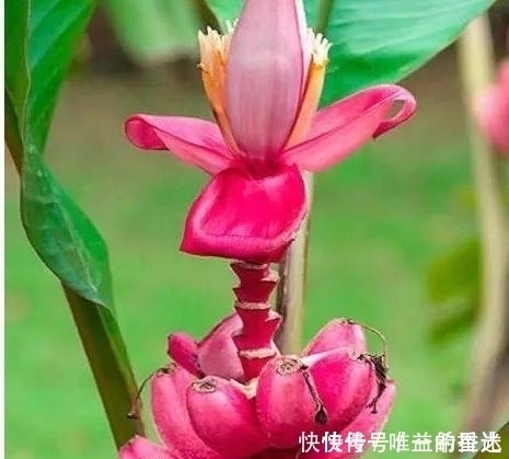 这6种水果,吃过三种以上的就是土豪!第3种是国宝级的珍贵植物!
