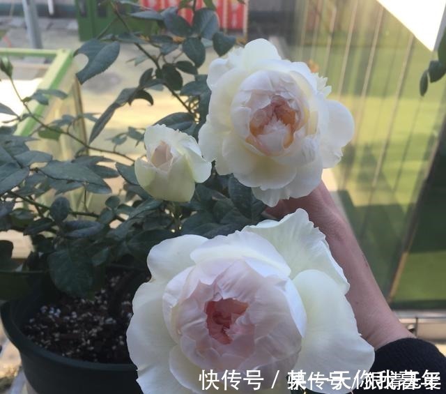 切花玫瑰|超级香的花,漂亮不输玫瑰,四季常开,还可盆栽种植,此花值得养!