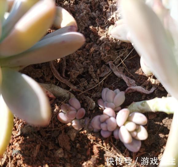 多肉淡雪,多肉中的“战斗机”,长得飞快,1年长成老桩