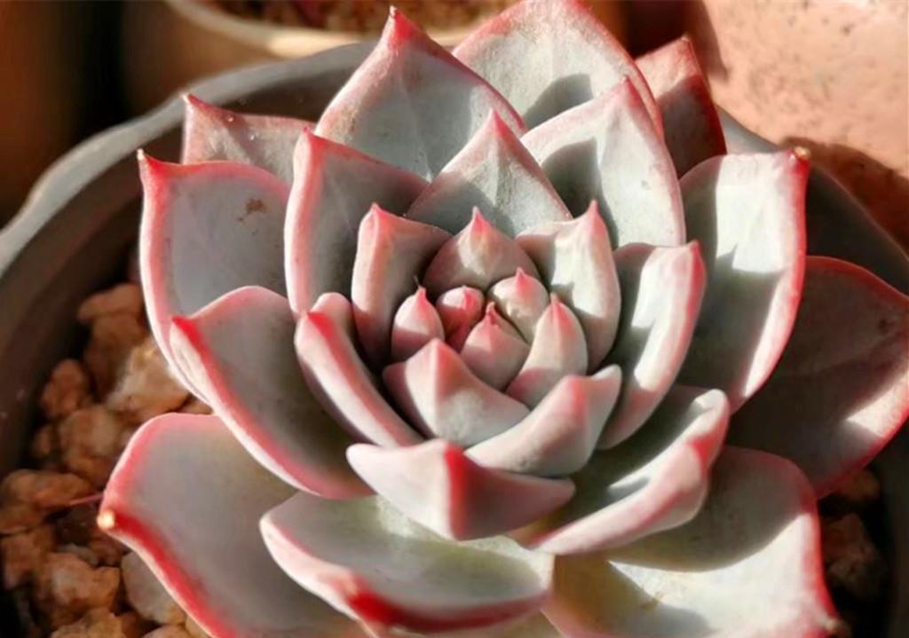 小美|买回家时还是小美肉,养不久就变成了小丑肉?从这些方面找找原因