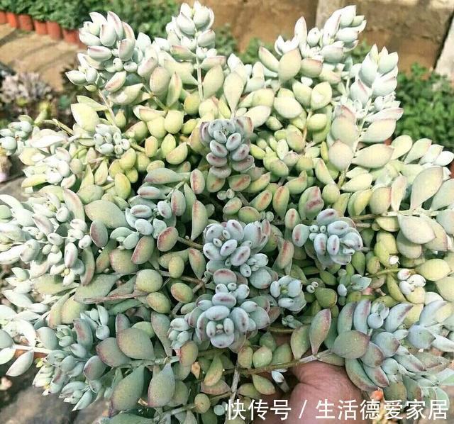 花友|达摩福娘，有香味的多肉中最好养的品种，爱爆盆可以当成吊兰养