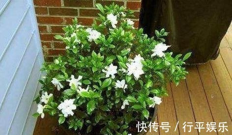 落花苞|栀子花难养做好3点，南方北方都能养好，花期长，香味浓！