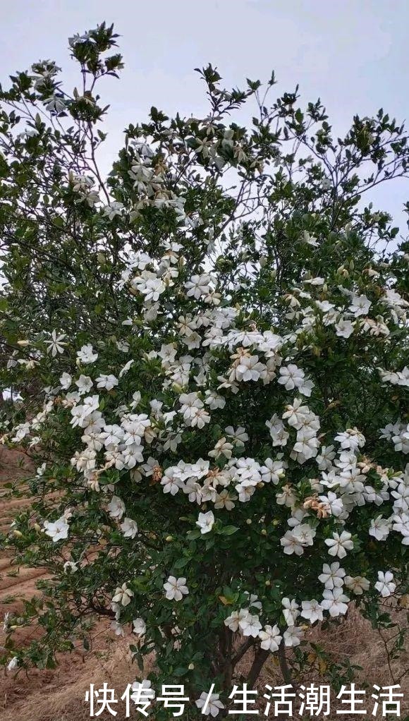 50年的桂花树，卖了5万块钱，大家觉得值吗！