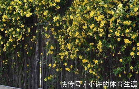 零下20度冻不死的茉莉，每年开2季，一次开3月，比香水还香