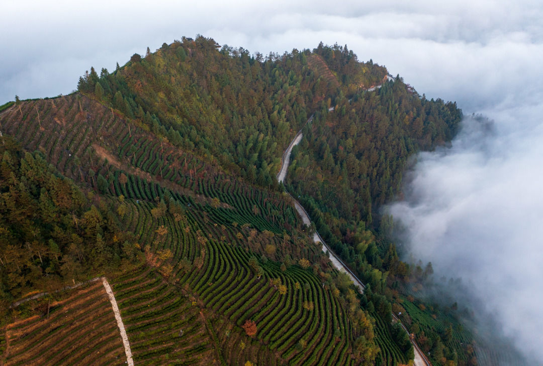 美景|畲乡景宁云海翻涌似仙境秋色美景入画来