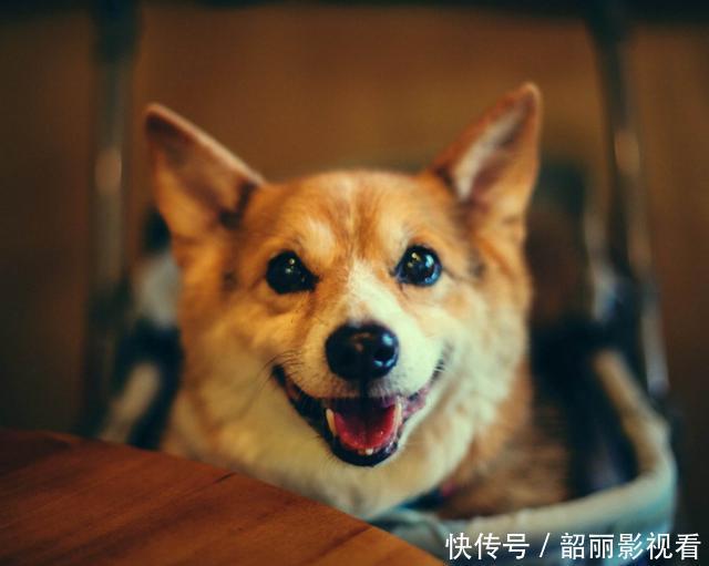 俗语“五喜不请自来,家中能人辈出”,是指哪五喜?有什么讲究?