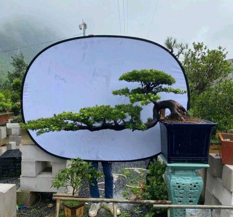 养护|最值得养护的盆景,清秀文雅,养成漂亮老桩能活30年