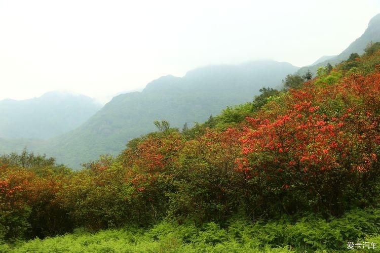 杜鹃花开芬芳自来。